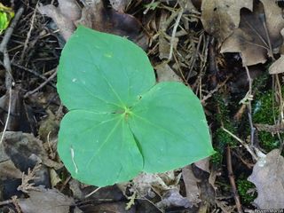 6656_TRILERE_511 thumbnail