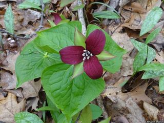 6656_TRILERE_519 thumbnail