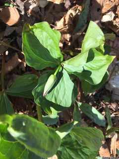 6656_TRILERE_525 thumbnail