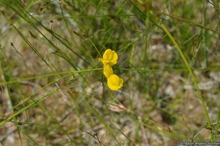 6501_UTRICOR_501 thumbnail