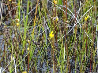 6501_UTRICOR_502 thumbnail