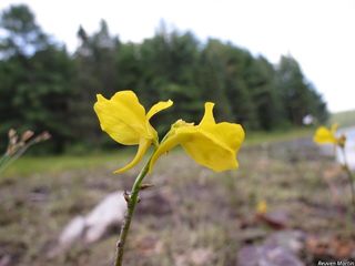 6501_UTRICOR_505 thumbnail