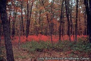 5566_VACCANG thumbnail