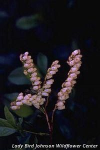 5566_VACCANG_2 thumbnail