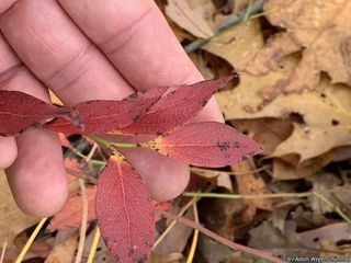 5566_VACCANG_500 thumbnail