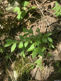 5566_VACCANG_502 thumbnail