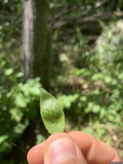 5566_VACCANG_505 thumbnail