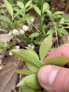 5566_VACCANG_507 thumbnail