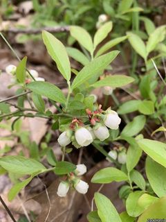 5566_VACCANG_508 thumbnail