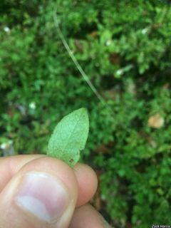 5566_VACCANG_513 thumbnail