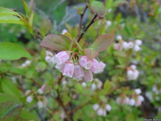 5566_VACCANG_522 thumbnail