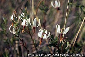 5571_VACCMAC thumbnail