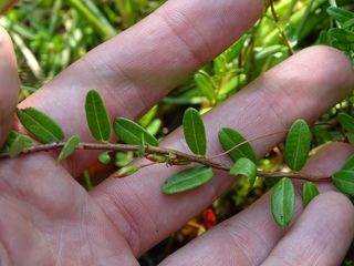 5571_VACCMAC_500 thumbnail