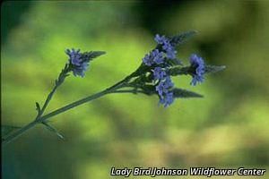 9462_VERBHAS thumbnail