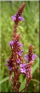 9462_VERBHAS_20 thumbnail