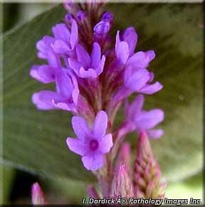 9462_VERBHAS_21 thumbnail