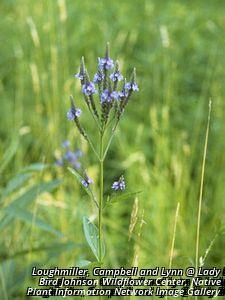 9462_VERBHAS_3 thumbnail