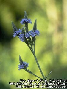 9462_VERBHAS_4 thumbnail