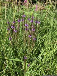 9462_VERBHAS_500 thumbnail