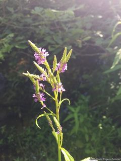 9462_VERBHAS_502 thumbnail