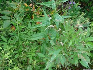 9462_VERBHAS_515 thumbnail