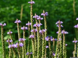 9462_VERBHAS_517 thumbnail