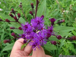 3648_VERNMIS_5668 thumbnail