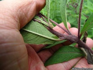 3648_VERNMIS_5669 thumbnail