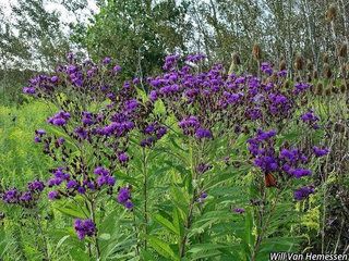 3648_VERNMIS_5670 thumbnail