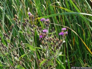 3648_VERNMIS_5671 thumbnail