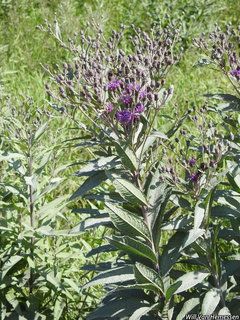 3648_VERNMIS_5674 thumbnail