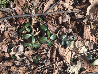 2665_VINCMIN_509 thumbnail