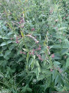 10146_VINCROS_500 thumbnail