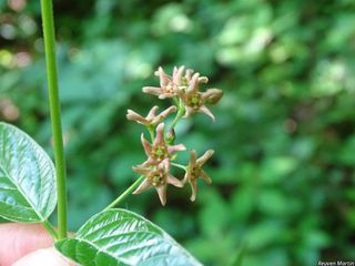 10146_VINCROS_504 thumbnail