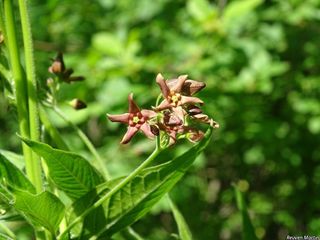 10146_VINCROS_509 thumbnail