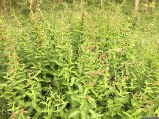 10146_VINCROS_517 thumbnail