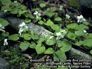 9480_VIOLBLA thumbnail