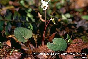 9480_VIOLBLA_2 thumbnail