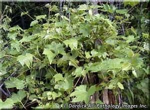 9543_VITIRIP thumbnail