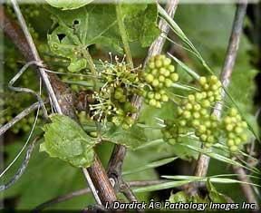 9543_VITIRIP_2 thumbnail