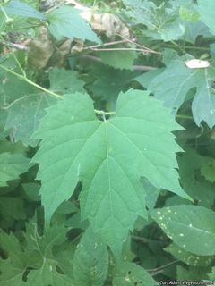 9543_VITIRIP_500 thumbnail