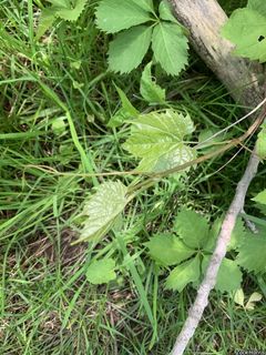 9543_VITIRIP_502 thumbnail