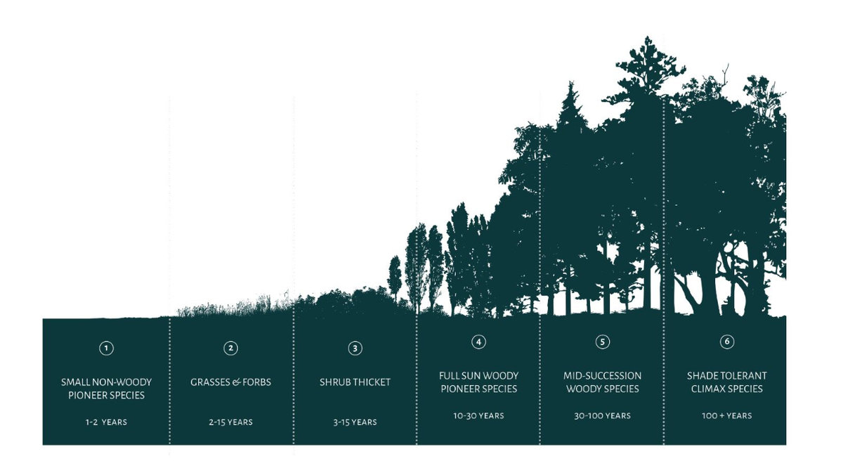 Secondary Succession