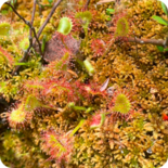 Round-leaf Sundew